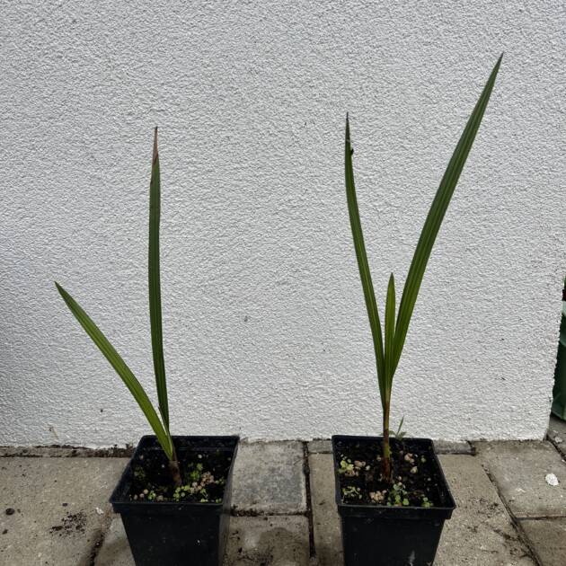 Chilei mézpálma - Jubaea Chilensis