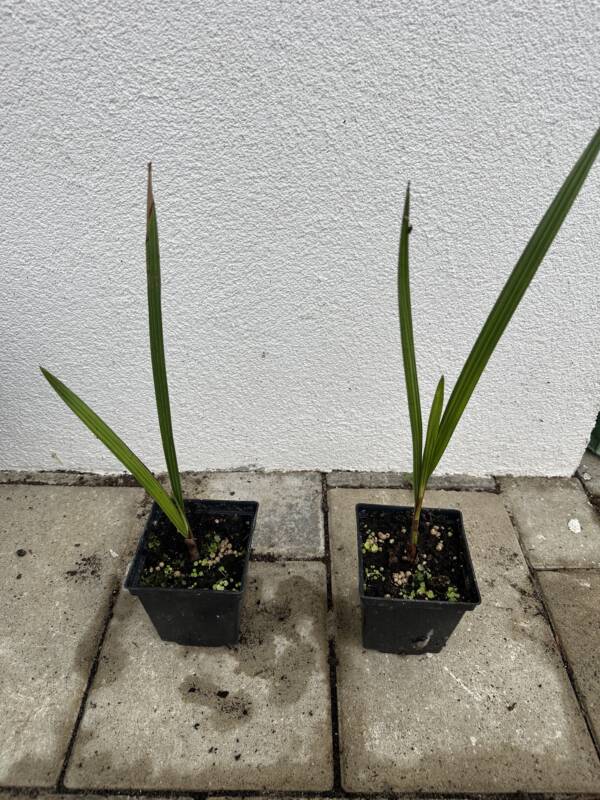 Chilei mézpálma - Jubaea Chilensis - Image 2