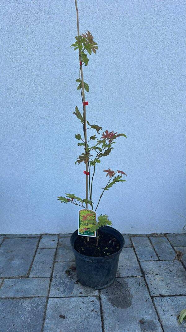 Acer shirasawanum 'Autumn Moon'