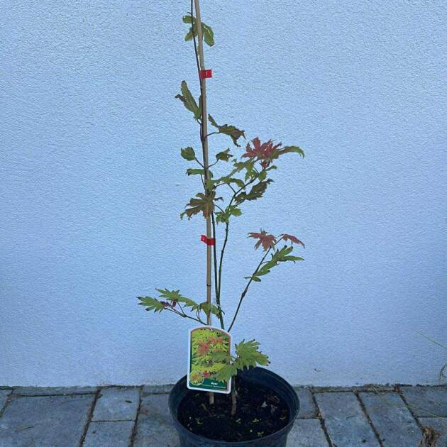 Acer shirasawanum 'Autumn Moon'