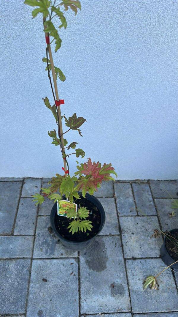 Acer shirasawanum 'Autumn Moon' - Image 2