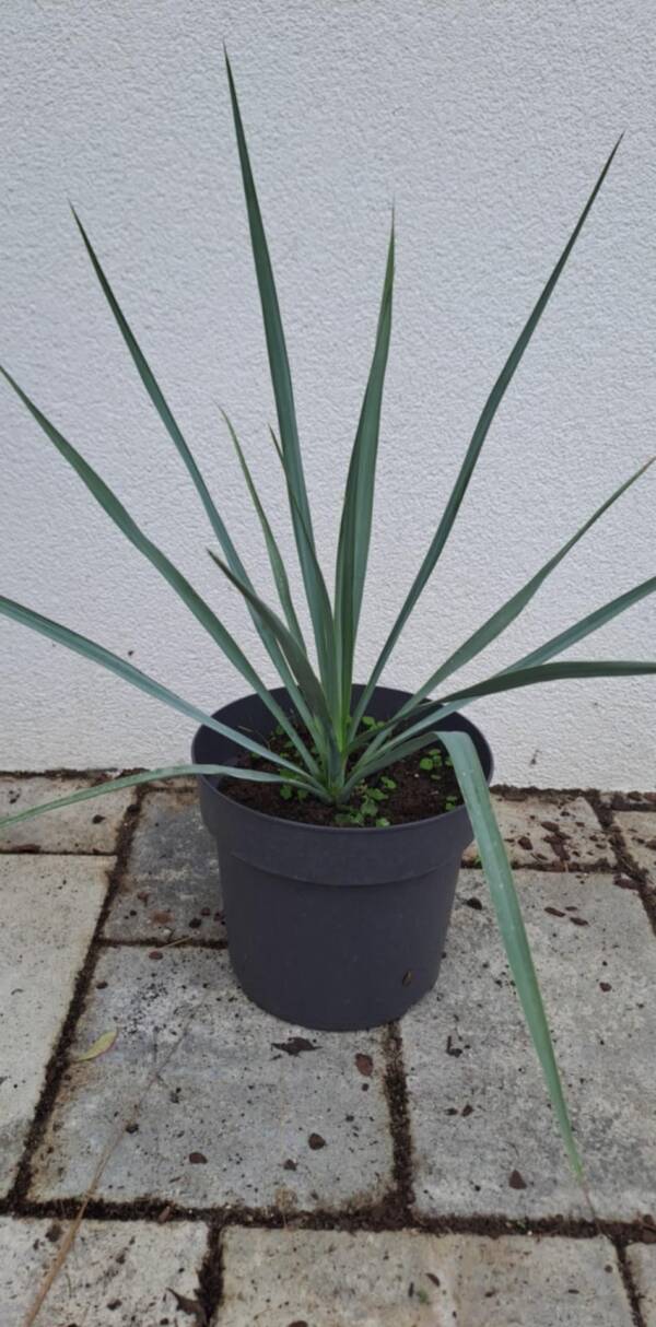 Yucca Rigida
