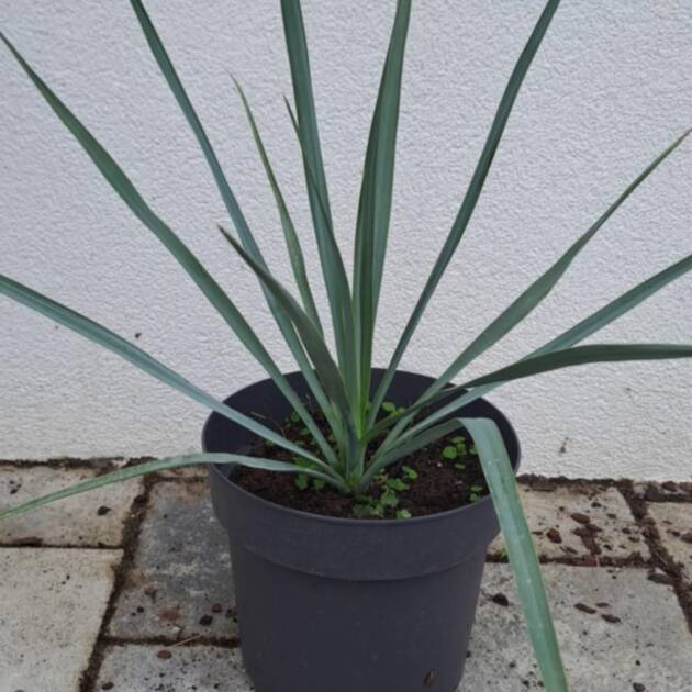 Yucca Rigida