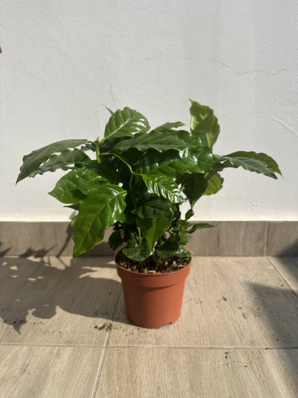 Kávécserje - Coffea arabica