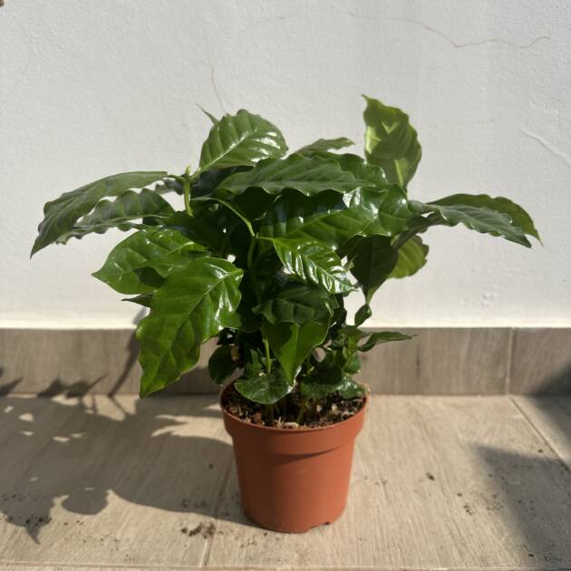 Kávécserje - Coffea arabica