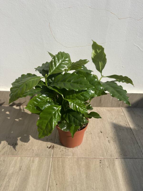 Kávécserje - Coffea arabica - Image 2