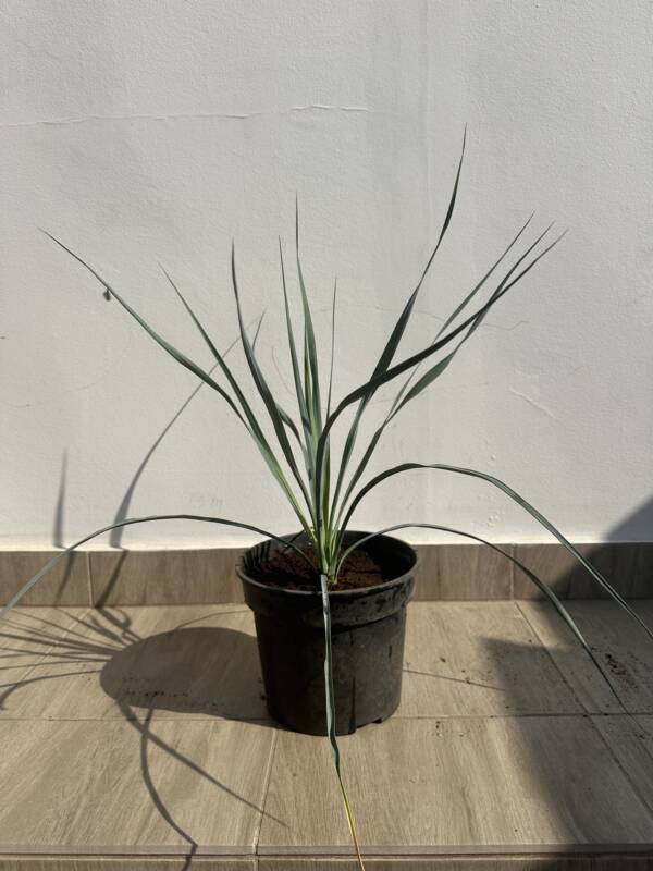Csőröstokú pálmaliliom - Yucca rostrata