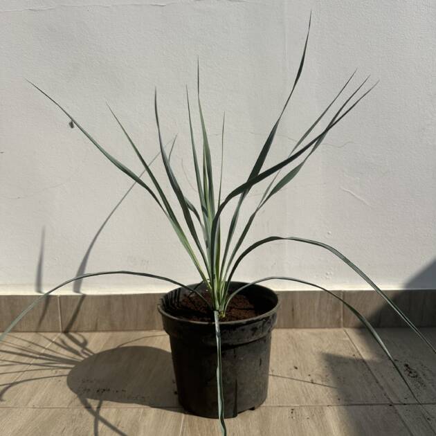 Csőröstokú pálmaliliom - Yucca rostrata