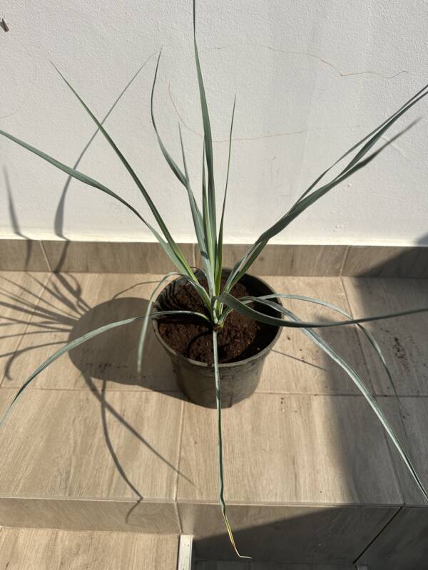 Csőröstokú pálmaliliom - Yucca rostrata - Image 2