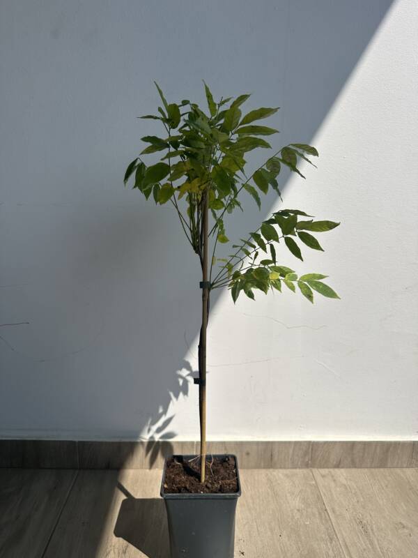 Lilaakác - Wisteria sinensis 'Boskoop'