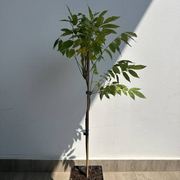 Lilaakác - Wisteria sinensis 'Boskoop'