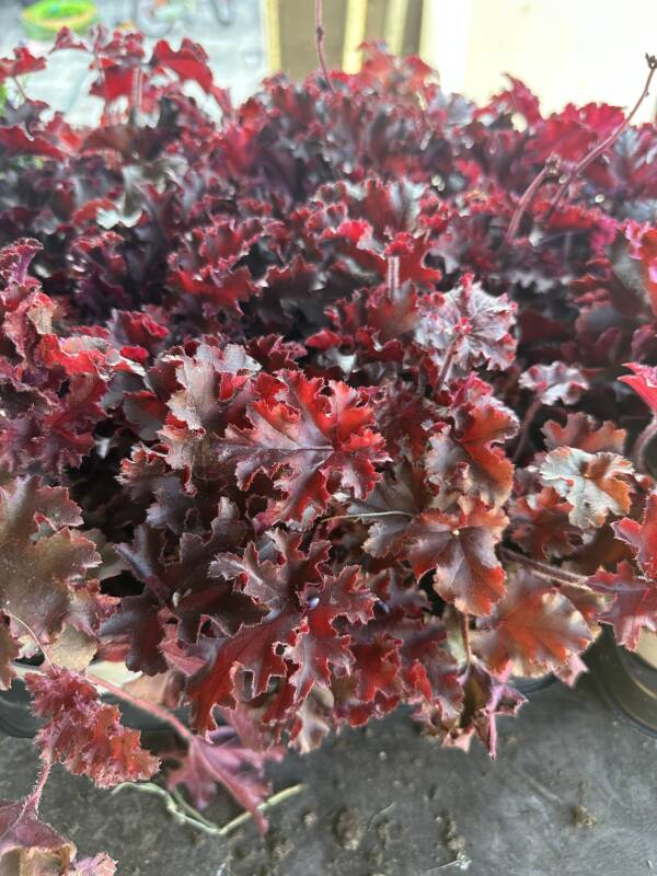 Tűzeső - Heuchera micrantha 'Palace Purple' - Image 3