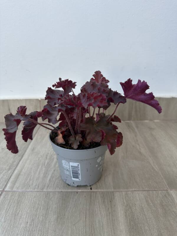 Tűzeső - Heuchera micrantha 'Palace Purple'