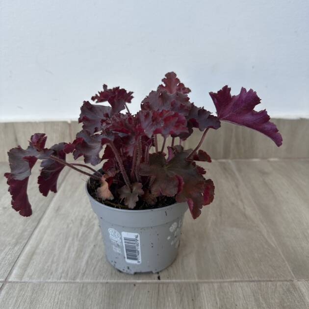 Tűzeső - Heuchera micrantha 'Palace Purple'