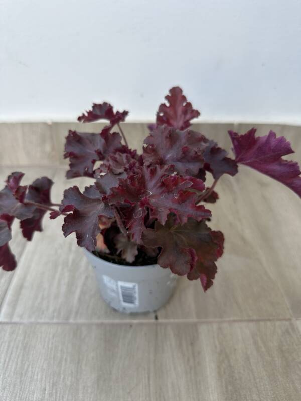 Tűzeső - Heuchera micrantha 'Palace Purple' - Image 2