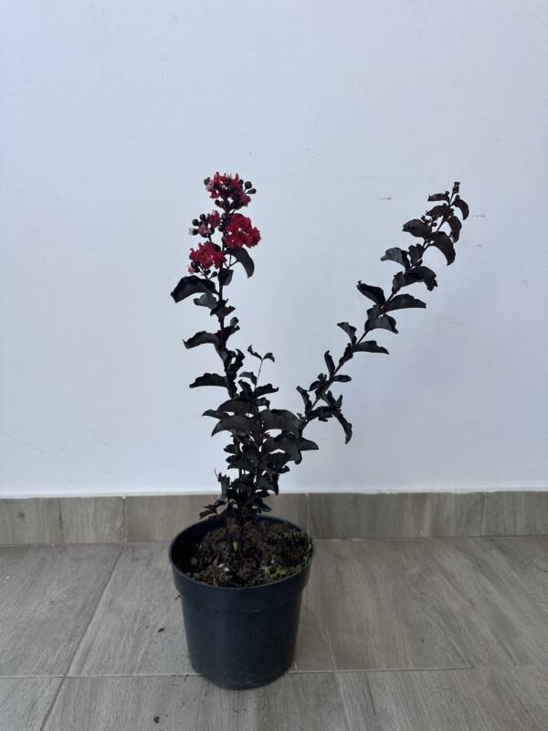 Bordó levelű Kínai selyemmírtusz - Lagerstroemia indica ‘Crimson Red’
