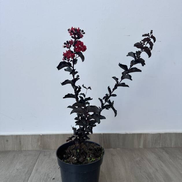 Bordó levelű Kínai selyemmírtusz - Lagerstroemia indica ‘Crimson Red’