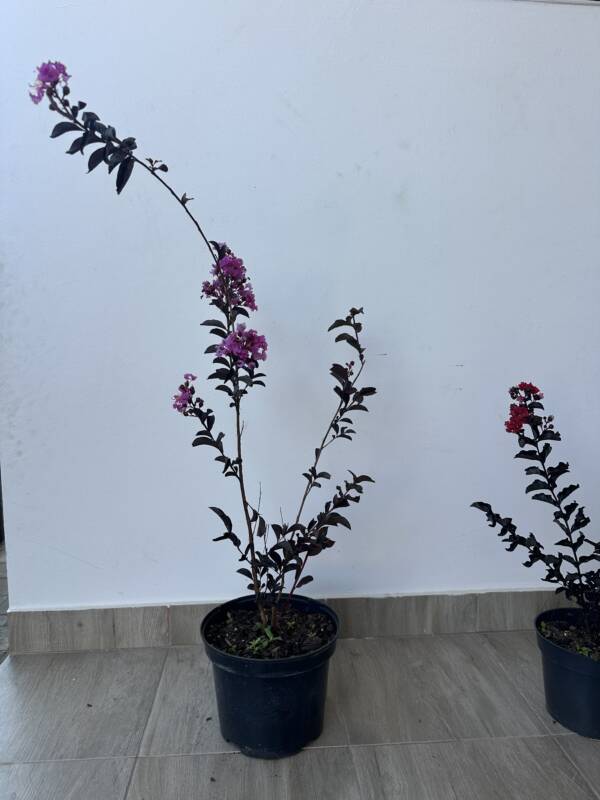 Bordó levelű Kínai selyemmírtusz - Lagerstroemia indica ‘ Lavender Lace’