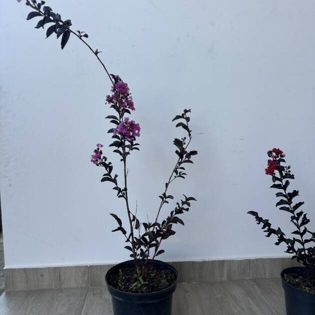 Bordó levelű Kínai selyemmírtusz - Lagerstroemia indica ‘ Lavender Lace’