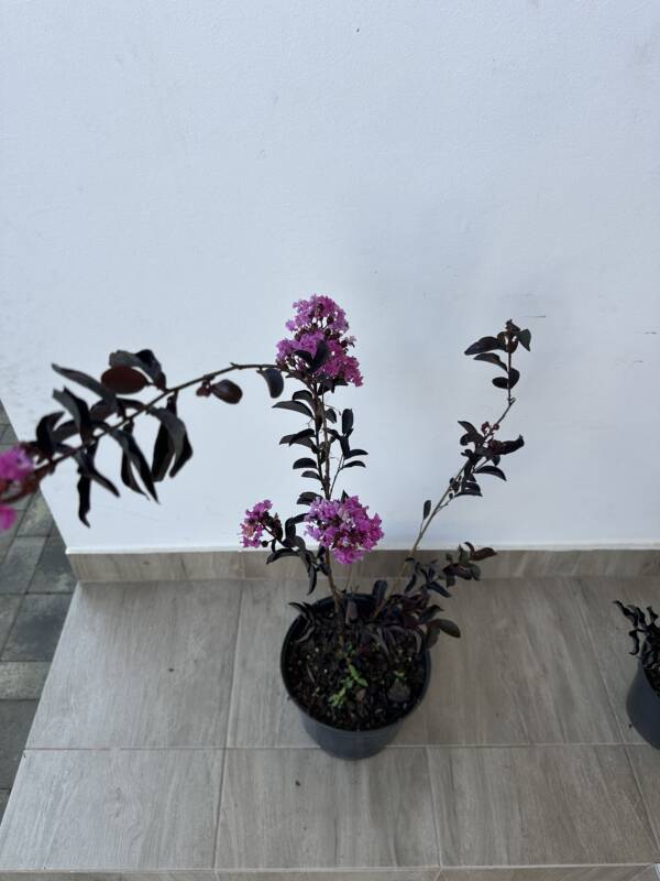 Bordó levelű Kínai selyemmírtusz - Lagerstroemia indica ‘ Lavender Lace’ - Image 4