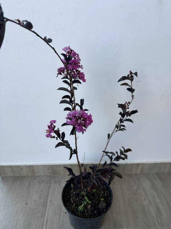 Bordó levelű Kínai selyemmírtusz - Lagerstroemia indica ‘ Lavender Lace’ - Image 3