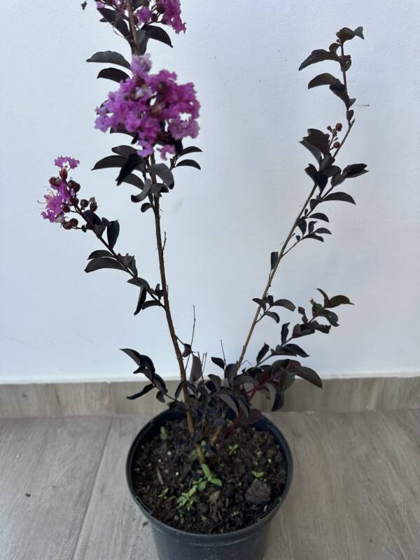 Bordó levelű Kínai selyemmírtusz - Lagerstroemia indica ‘ Lavender Lace’ - Image 2