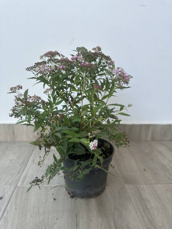 Japán gyöngyvessző - Spiraea japonica ‘Neon Flash’