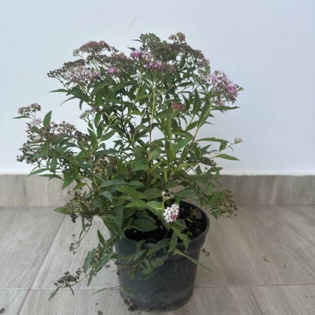 Japán gyöngyvessző - Spiraea japonica ‘Neon Flash’