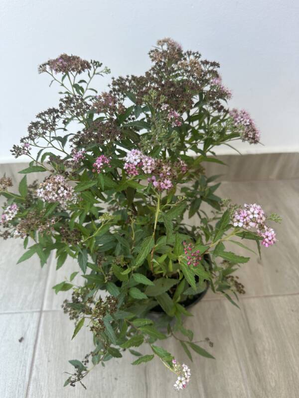 Japán gyöngyvessző - Spiraea japonica ‘Neon Flash’ - Image 2