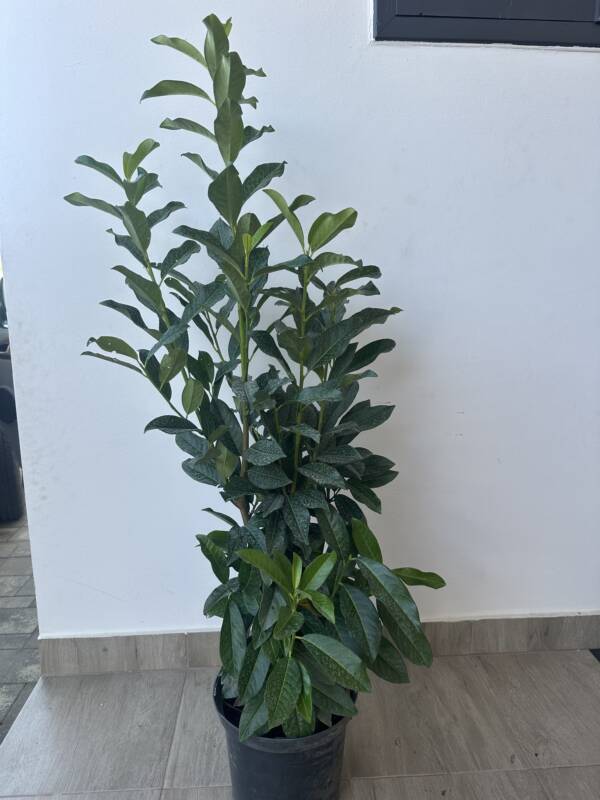 Oszlopos babérmeggy - Prunus laurocerasus ‘Genolia’