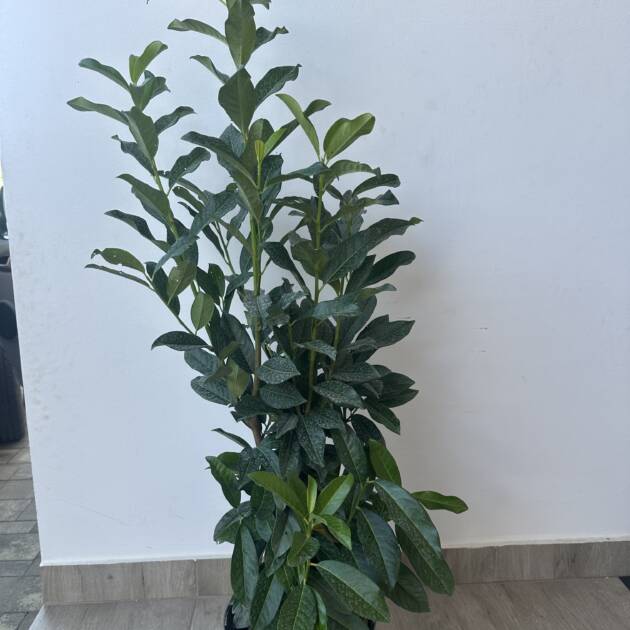 Oszlopos babérmeggy - Prunus laurocerasus ‘Genolia’