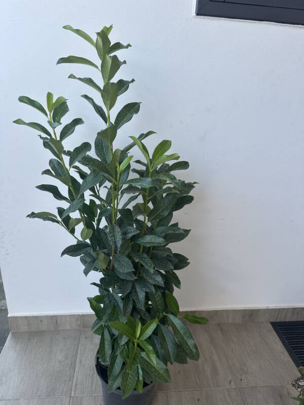 Oszlopos babérmeggy - Prunus laurocerasus ‘Genolia’ - Image 2