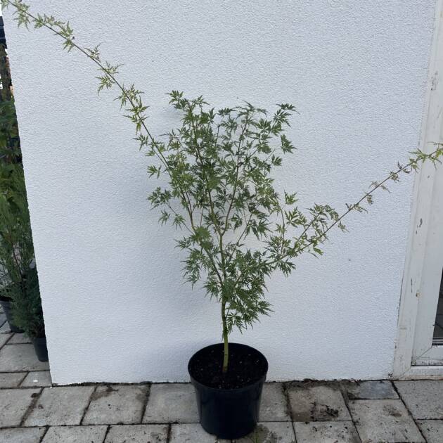 Acer palmatum 'Seiryu'