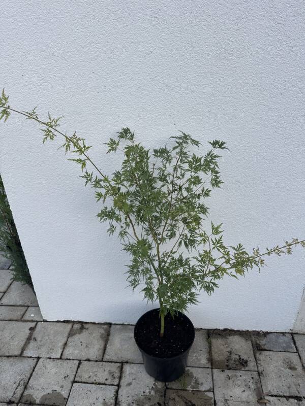 Acer palmatum 'Seiryu' - Image 2