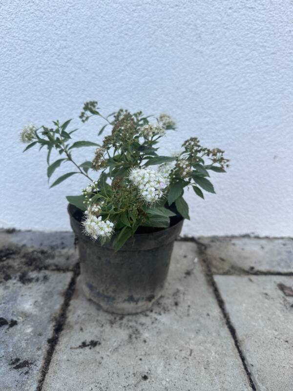 Japán gyöngyvessző - Spiraea japonica 'Shirobana'