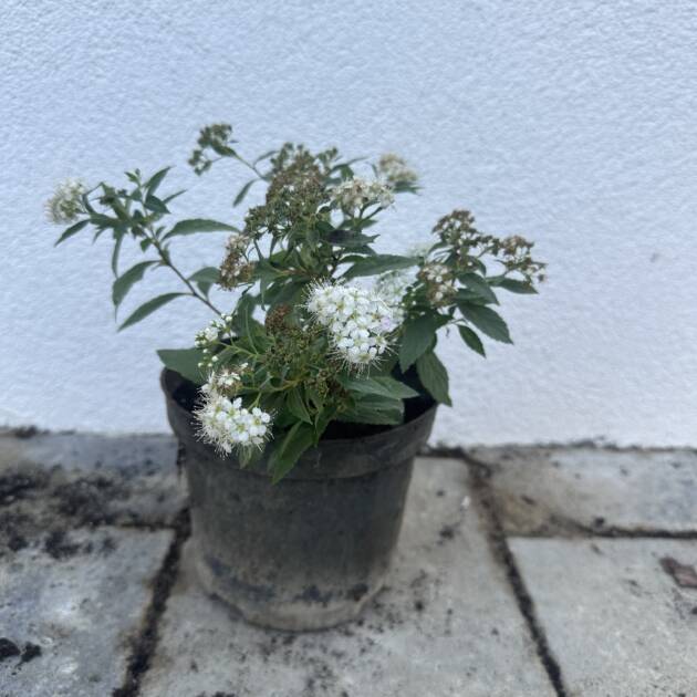 Japán gyöngyvessző - Spiraea japonica 'Shirobana'