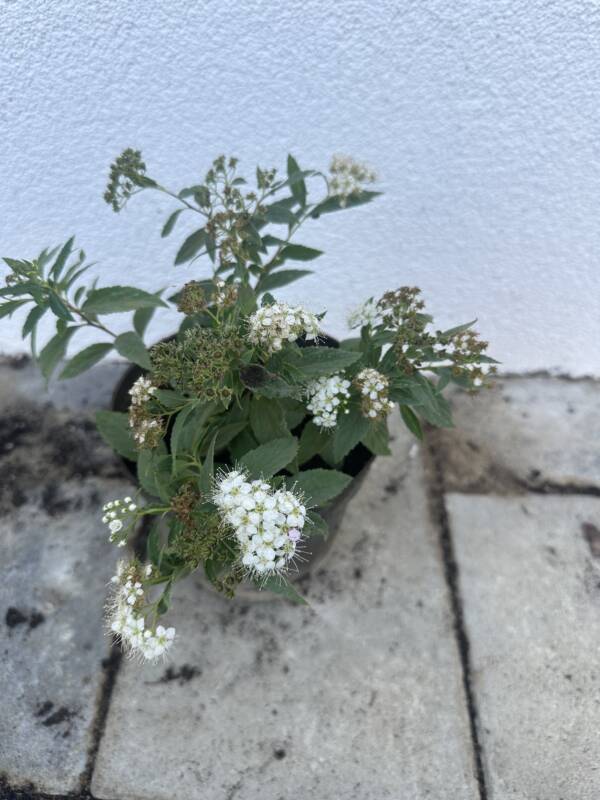 Japán gyöngyvessző - Spiraea japonica 'Shirobana' - Image 2