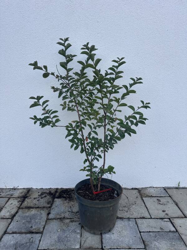 Kínai selyemmirtusz - Lagerstroemia indica 'Sioux'