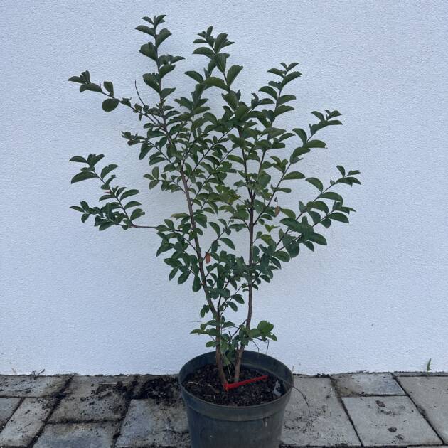 Kínai selyemmirtusz - Lagerstroemia indica 'Sioux'
