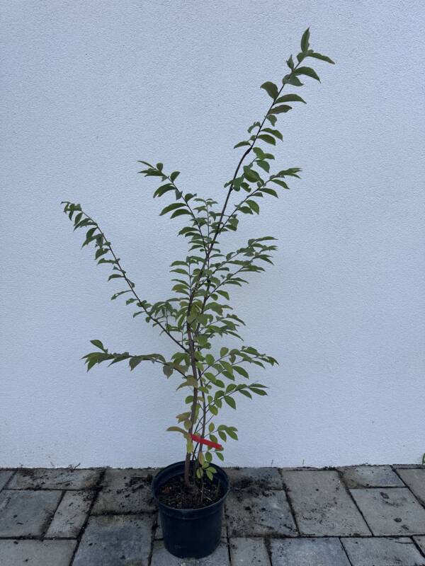 Kínai selyemmirtusz - Lagerstroemia indica 'Natchez'