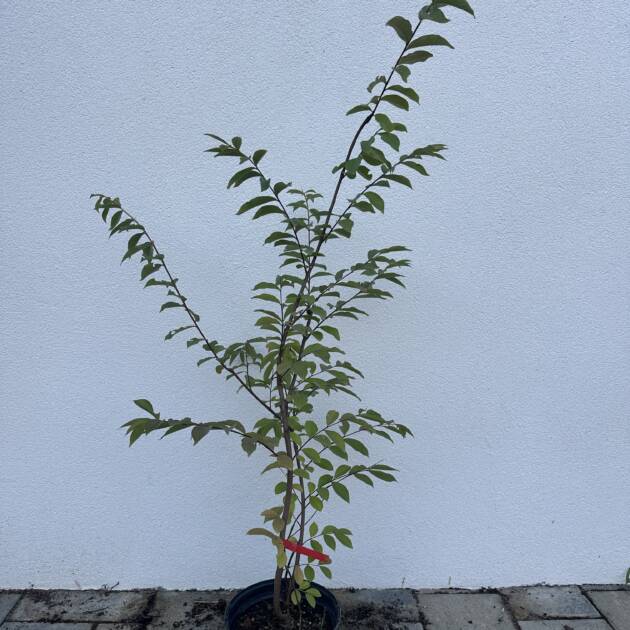 Kínai selyemmirtusz - Lagerstroemia indica 'Natchez'