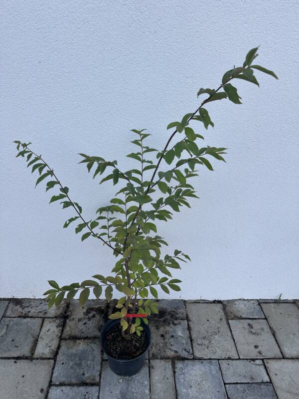 Kínai selyemmirtusz - Lagerstroemia indica 'Natchez' - Image 2