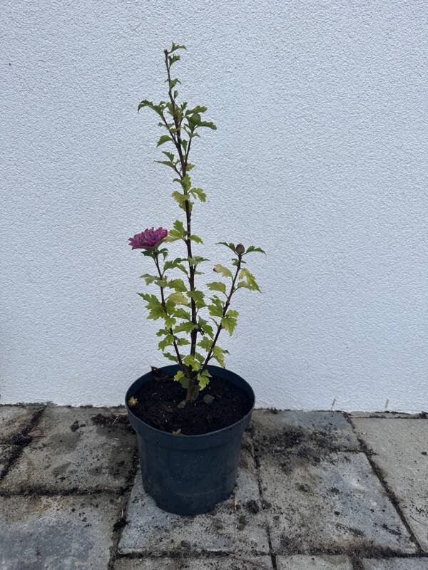 Telt lilásrózsaszín virágú mályvacserje - Hibiscus syriacus 'Duc de Brabant'