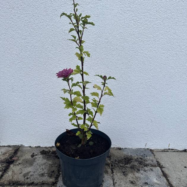 Telt lilásrózsaszín virágú mályvacserje - Hibiscus syriacus 'Duc de Brabant'
