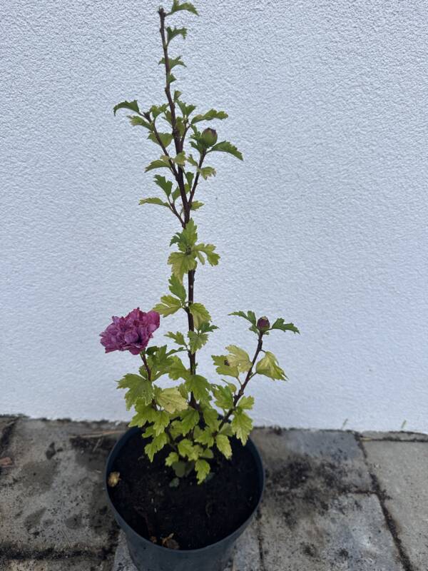 Telt lilásrózsaszín virágú mályvacserje - Hibiscus syriacus 'Duc de Brabant' - Image 2