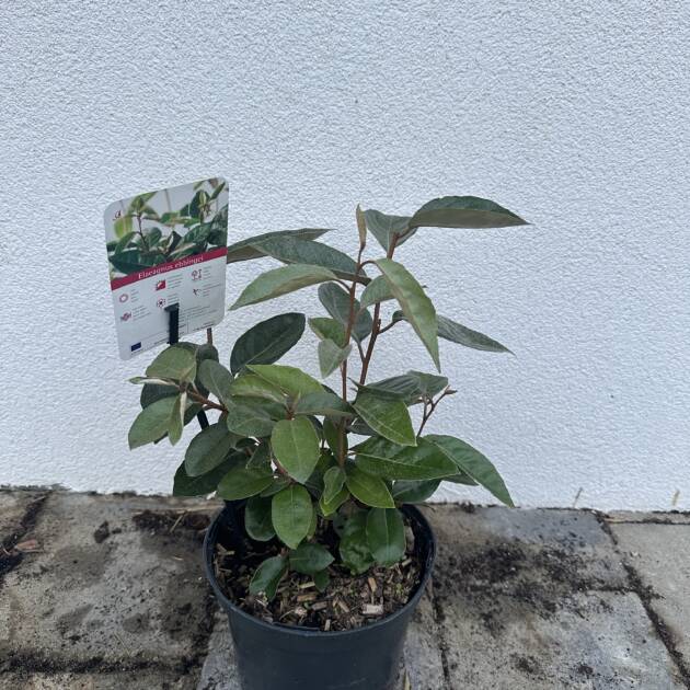Széleslevelű ezüstfa - Elaeagnus ebbingei