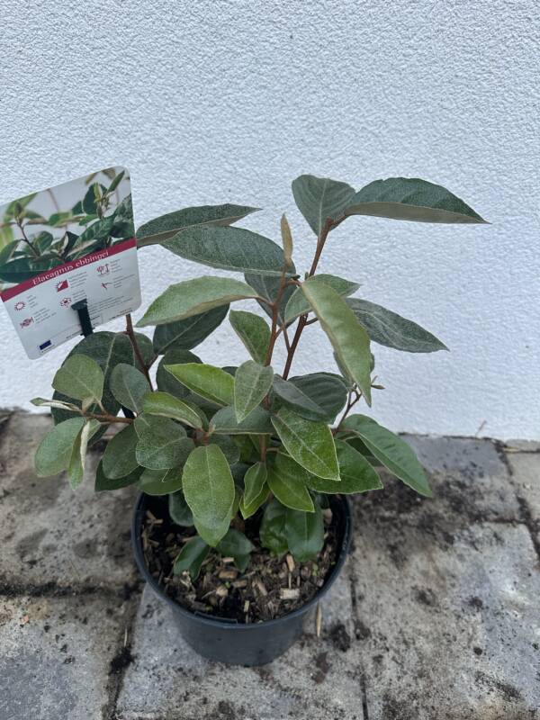 Széleslevelű ezüstfa - Elaeagnus ebbingei - Image 2