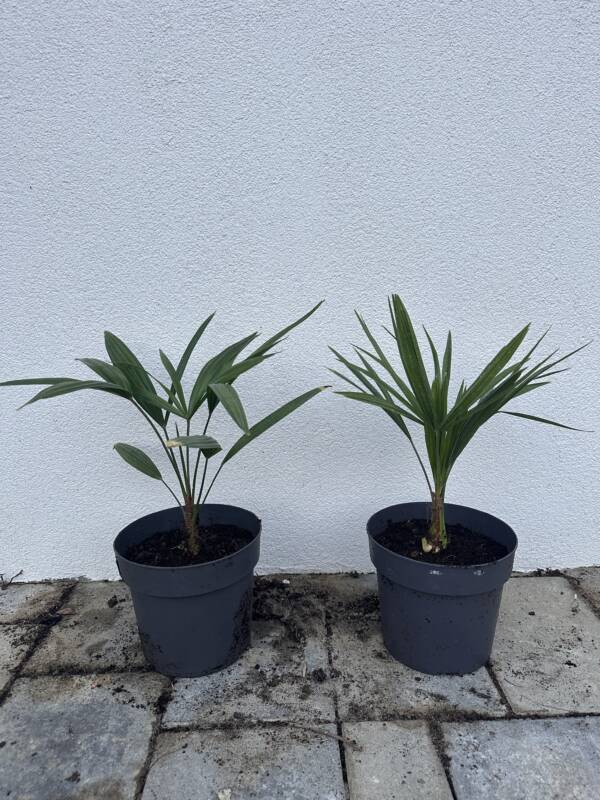 Kínai kenderpálma - Trachycarpus Fortunei