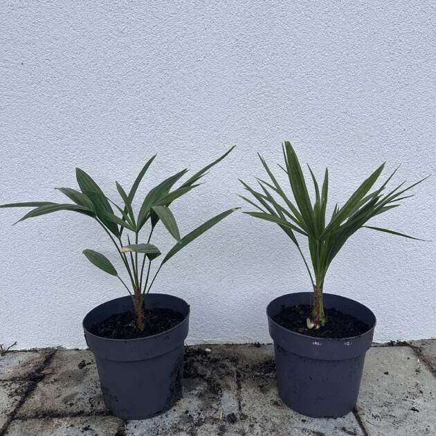 Kínai kenderpálma - Trachycarpus Fortunei