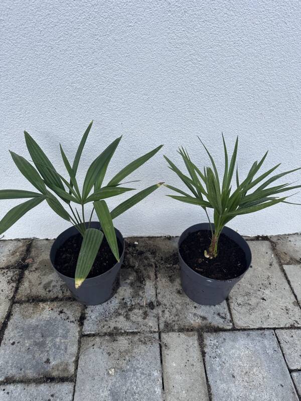 Kínai kenderpálma - Trachycarpus Fortunei - Image 2